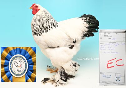 Meilleur coq blanc herminé noir