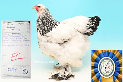 Meilleur poule blanc herminé noire