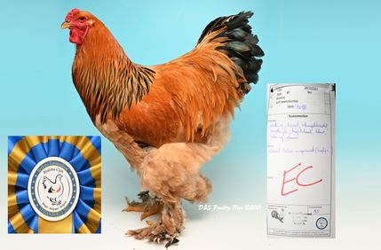 Meilleur coq fauve herminé noir