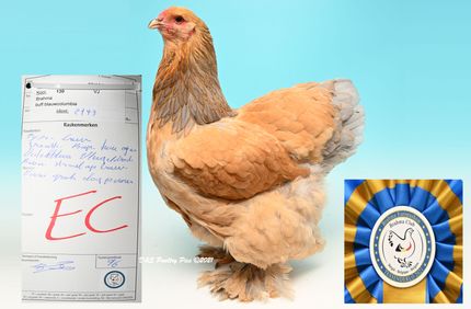 Meilleur poule fauve herminé bleue