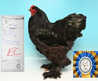 Meilleur coq noir