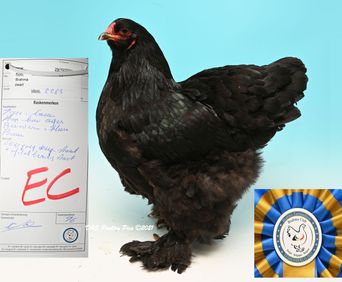 Meilleur poule noire