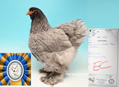 Meilleur poule bleue