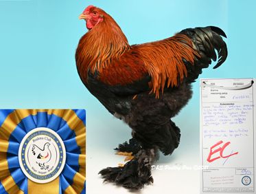 Meilleur coq perdix doré maillié