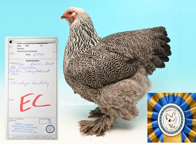 Meilleur poule pedrix agenté maillié