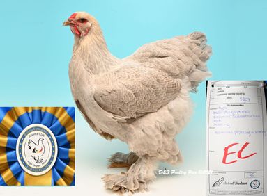 Meilleur gris perle doré maillé