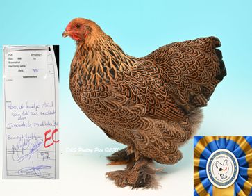 Meilleur perdrix doré maillé