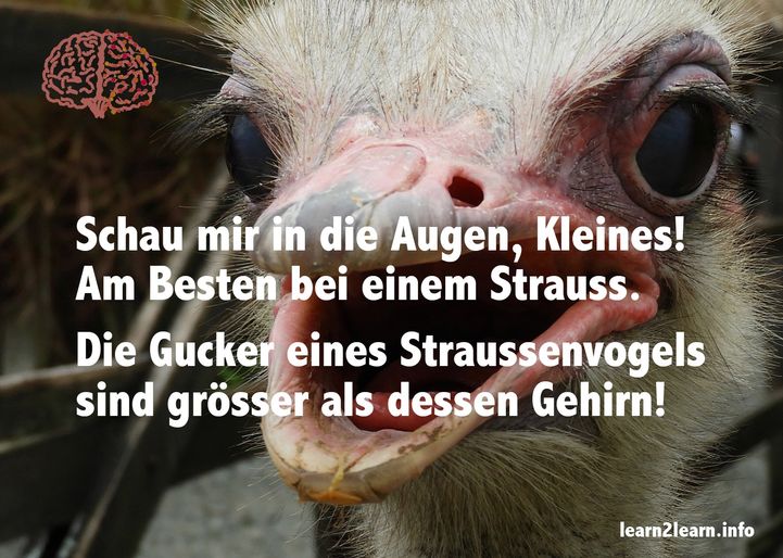 Spruchkarte Strauss