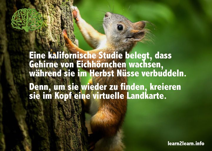 Spruchkarte_11.18_Eichhoernchen
