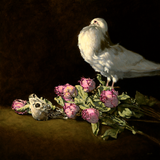 Amor vincit omnia (Havik en duif)