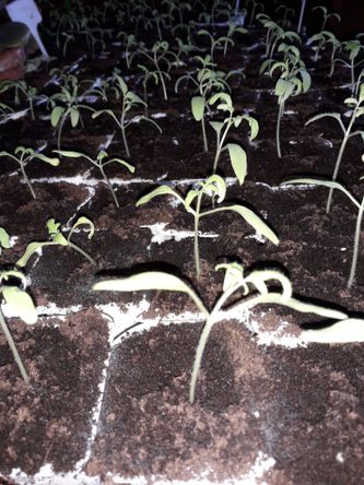 Jeunes plants de tomates