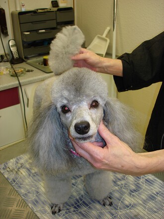 Trine fra Hornslet.
mor: lilleba`s Special Silver Kelly
Far: Sejcon Gray Flash