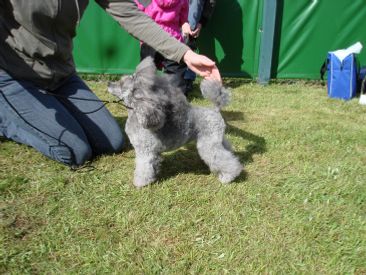 Hendes mor : 
SEJCON GRAY FANNY FINE
