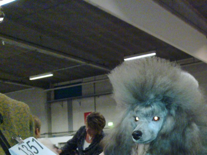 Venus på udstilling i Herning 2011