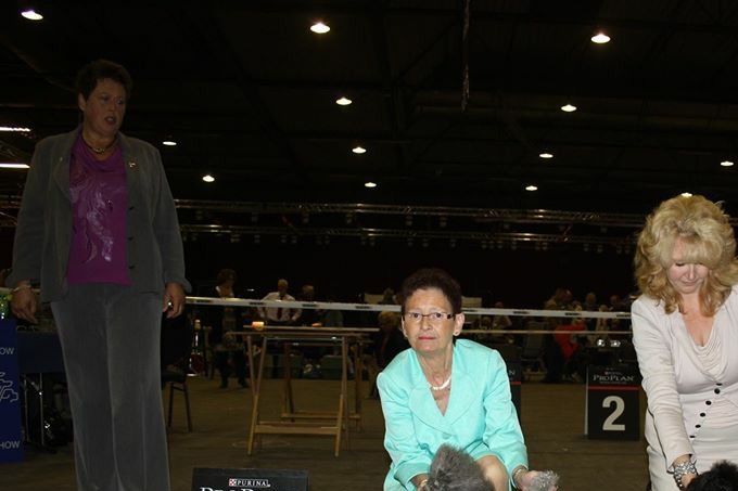 Sejcon Gray Venus på udstilling i Zwolle Holland 3-4-10-2015
Lørdag : CAC  CACIB BIR
Søndag : CAC  CACIB  BOS      Ny international champion