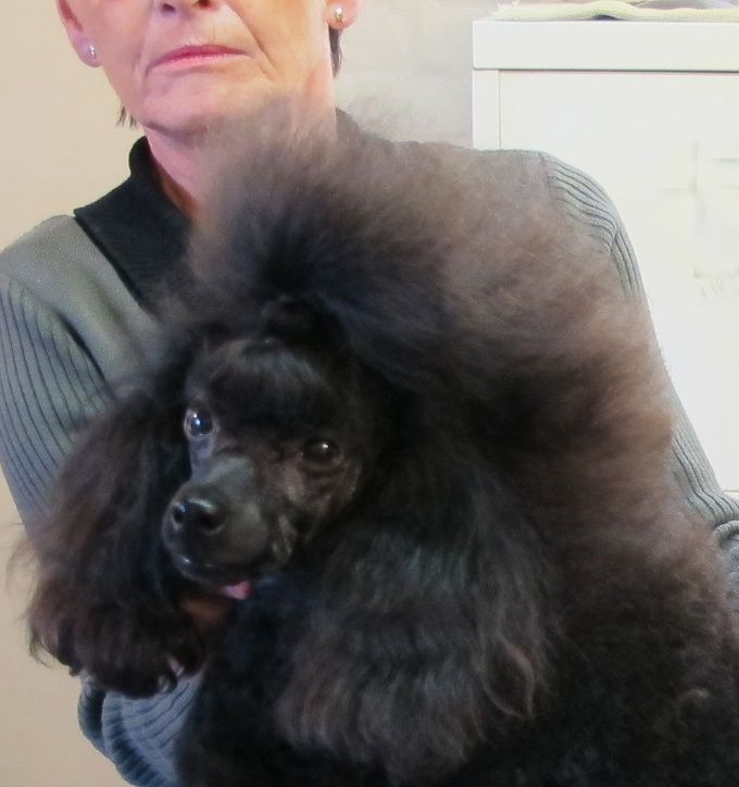 World Virginia`s Victoria i Maarstricht 26-9-2015
Lørdag : CAC  CACIB   
Søndag : CAC  CACIB  bedste tæve.