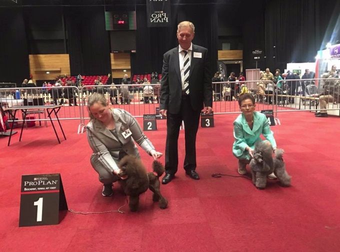 Sejcon Gray Venus i Groningen Holland 4-3-2017
CAC+ CACIB+ bedste tæve nu ny Hollandsk Champion