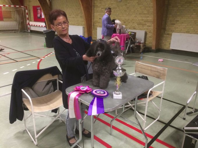 Bri-ro Special Silver Contino i Nørre Åby den 6-8-2017
1 præmie 1 vinder og udstillingens bedste baby (  BIS 1 Baby)