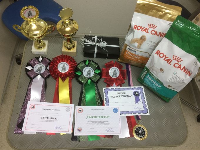Bri-ro Special Silver Contino på pudelklubbens udstilling i Skelsved på Sjælland   bedste junior + junior Cert + junior klub cert + alm. cert. + BIR + bedst i køn + BIS junior 4 + BIS 5