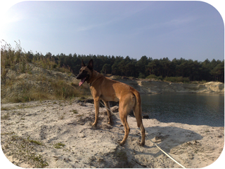 Foto van hond bij water