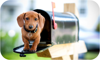 Foto van pup in brievenbus