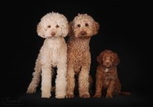 Coco ja pennut Mimi ja Toffee