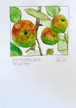 Biesterfelder Renette