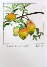 Gelber Bellefleur_Stüwe2021