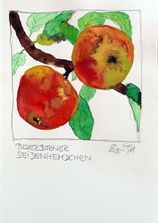 Paderborner Seidenhemdchen_Stüwe2021