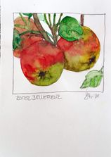 Roter Bellefleur_Stüwe2021