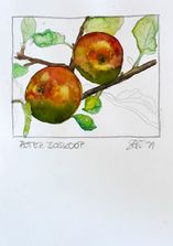 Roter Boskoop