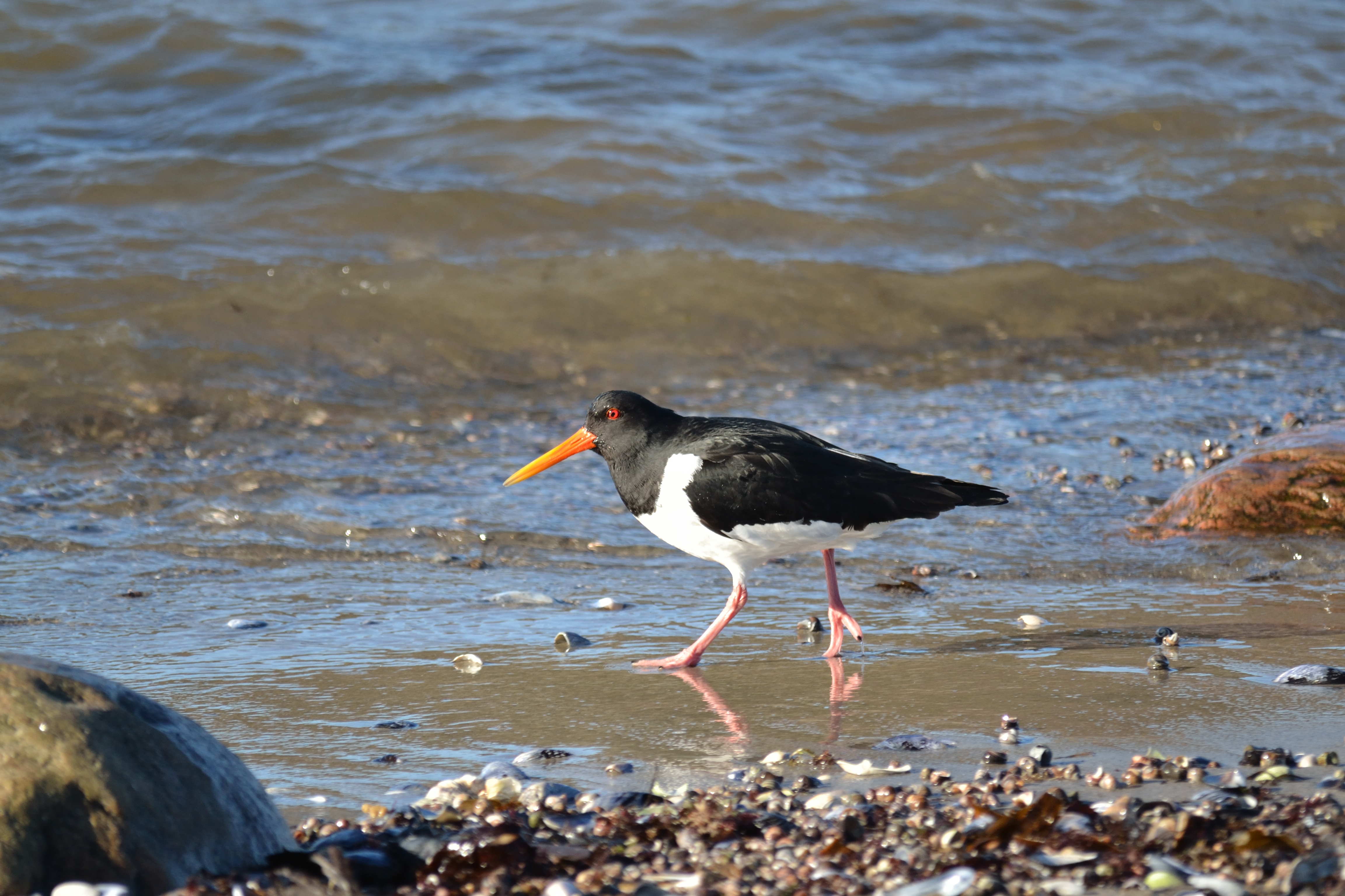 Strandskata