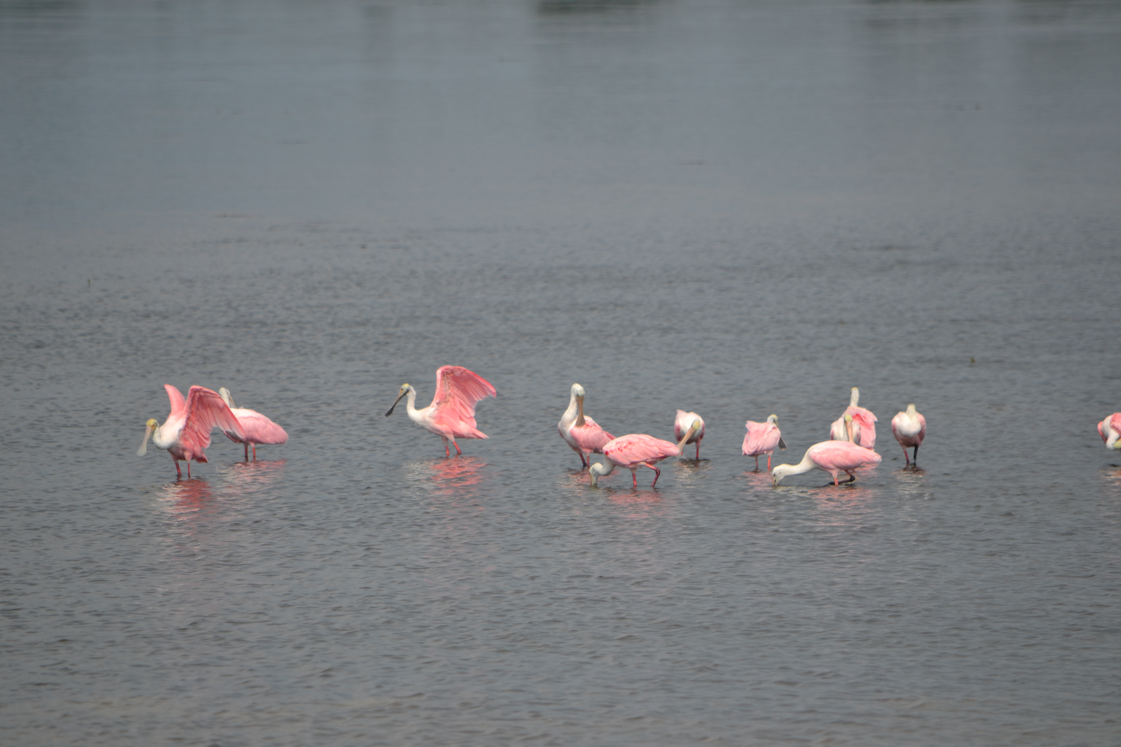 Ding Darling National Wildlife Refuge