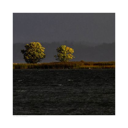 12. Träd i ljus, Torö Reveln (50x50cm)