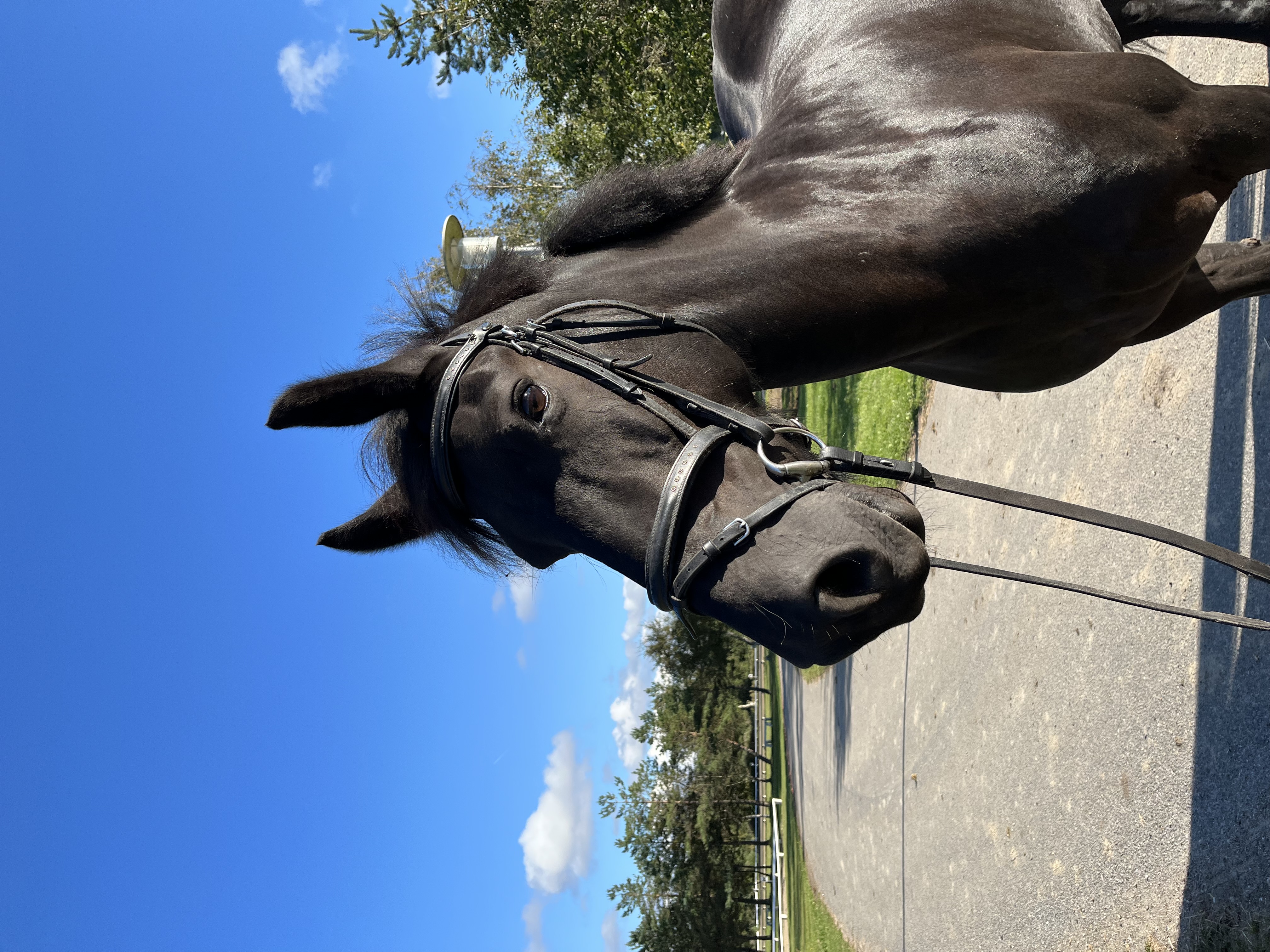 Tabitha. Hest. Hoppe. God alle niveauer. 