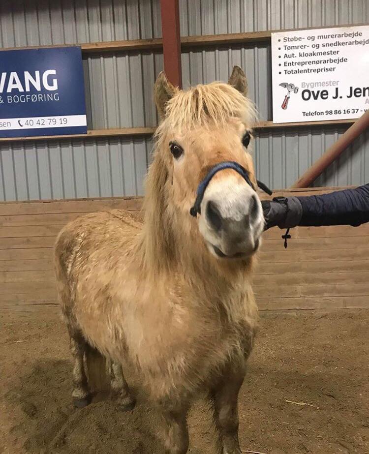Flicka. Kat. 2. Hoppe. God til letøvede.