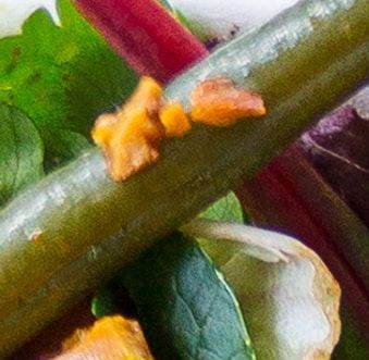 Catering heerlijke salades van Buffet Chef