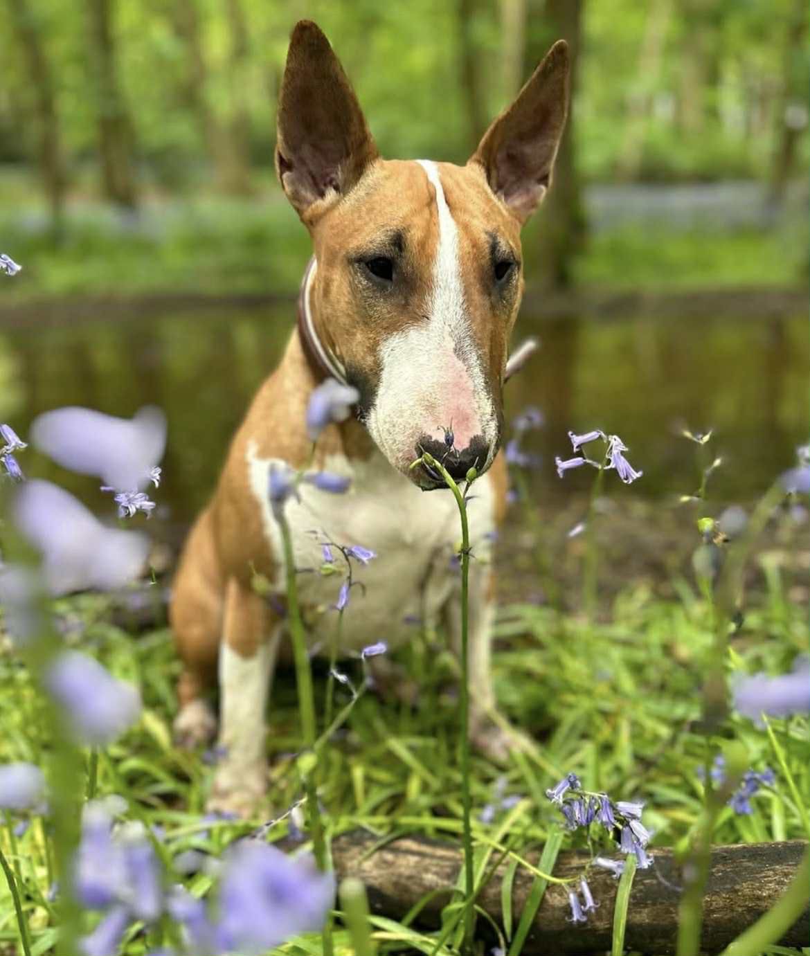 Bambi5