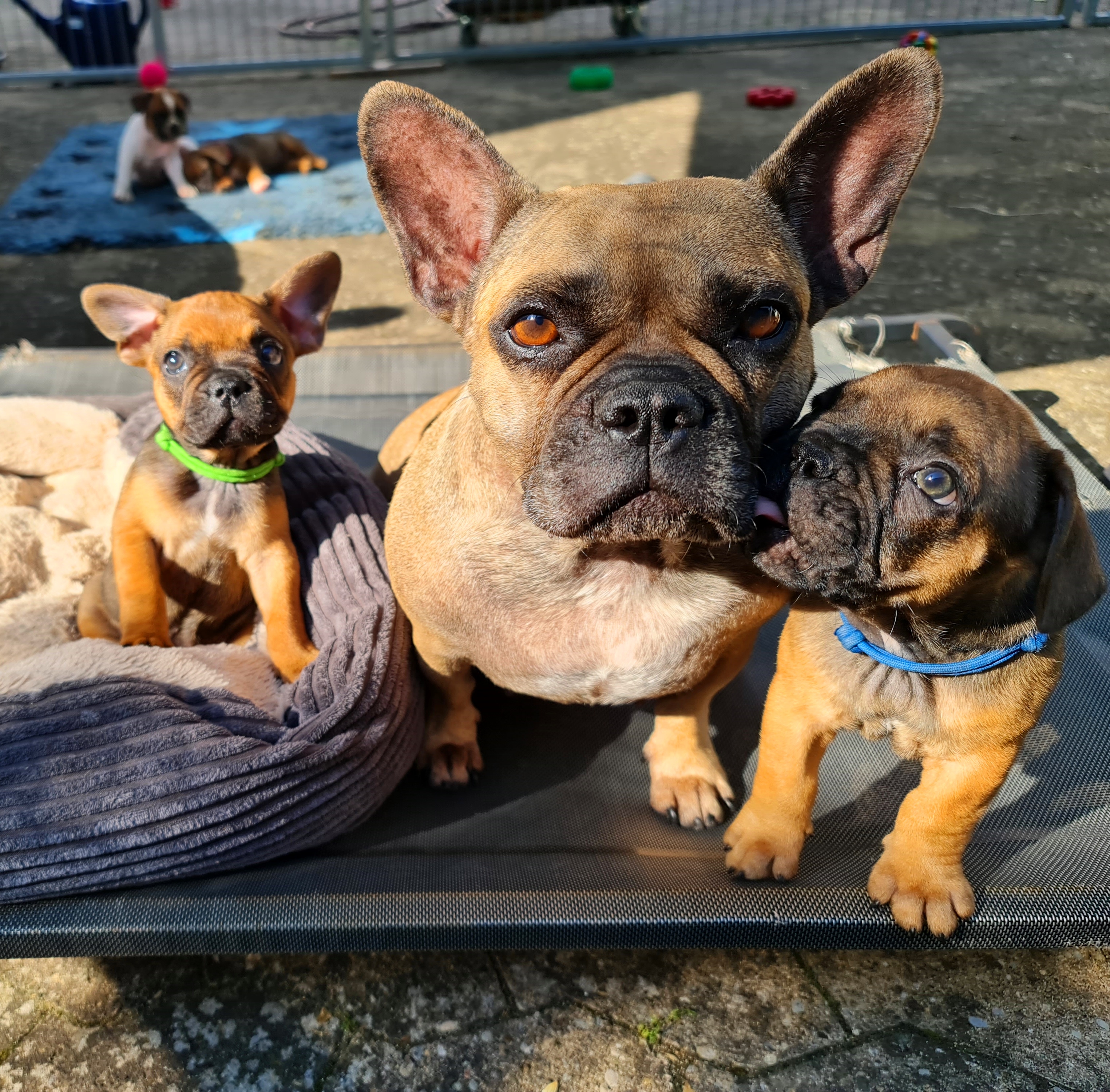 Französische Bulldogge red fawn 
