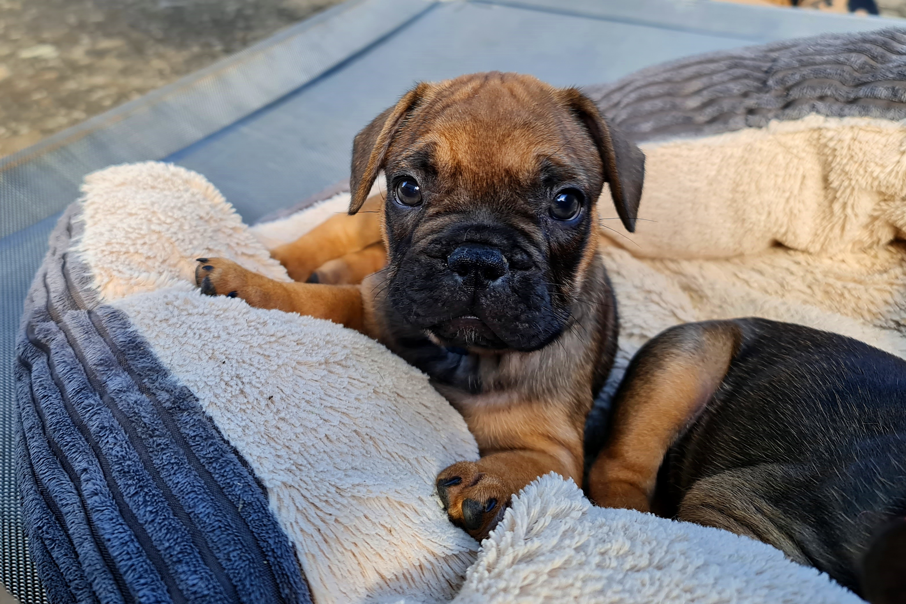 Französische Bulldogge red fawn 