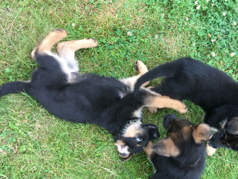 Our K-litter born May 13th 2021