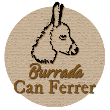 burros-miniatura