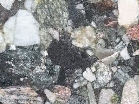 Konglomoratstein fra Buskøy - slipt.