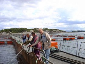 Marine Harvest. Lakseoppdrettsanlegget mellom Årsholmen og Steinevika.