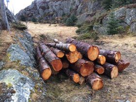 Opprydding etter vindfall.