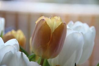Min favoritblomma