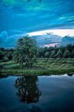 Baum in Bourtange