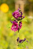 Blumenwiese_01