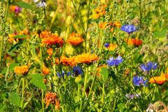 Blumenwiese_04
