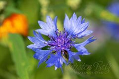Blumenwiese_07